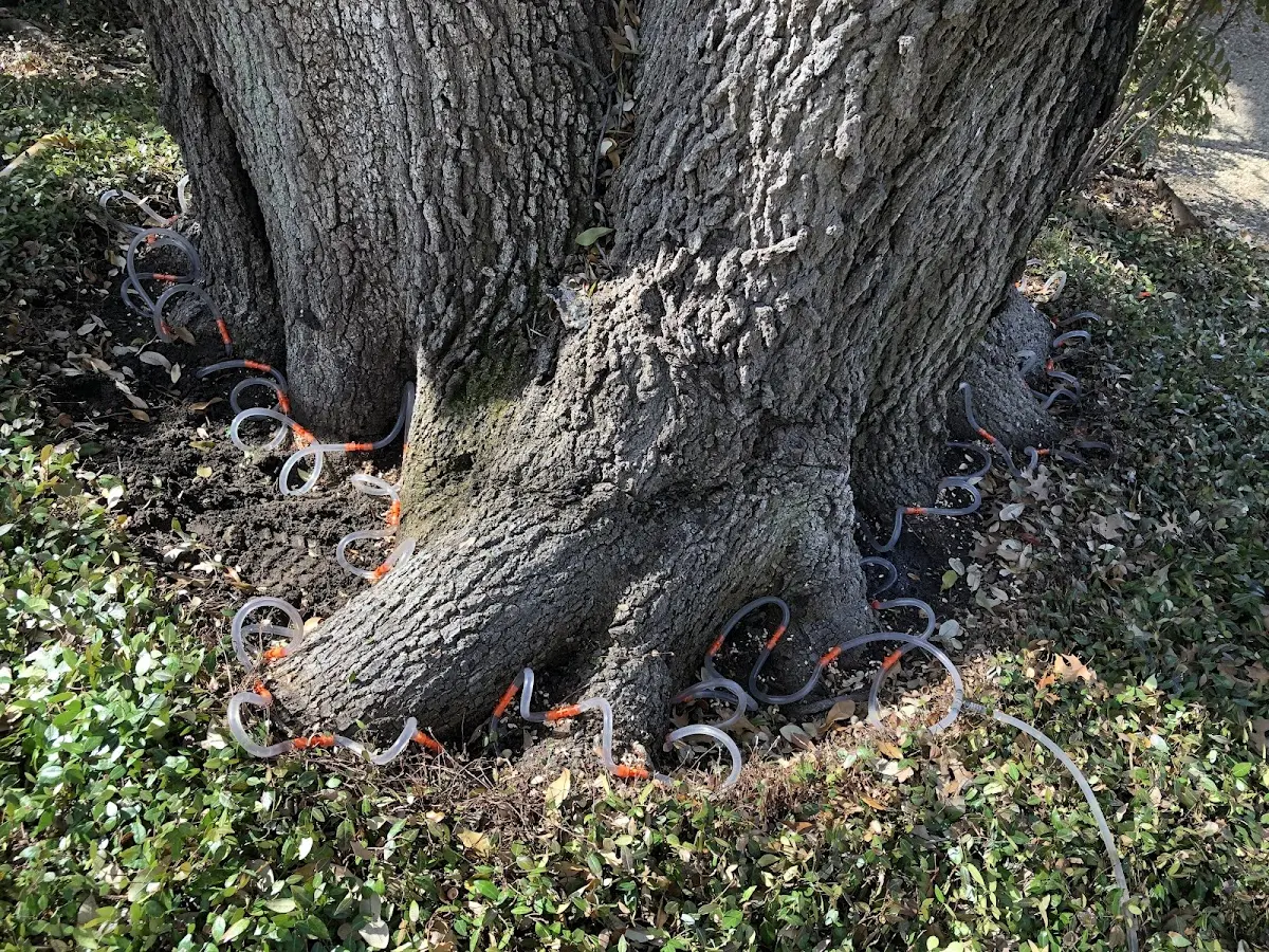 Detailed Tree Cabling and Bracing job site in Mount Hermon